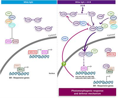 Beyond Arabidopsis: Differential UV-B Response Mediated by UVR8 in Diverse Species